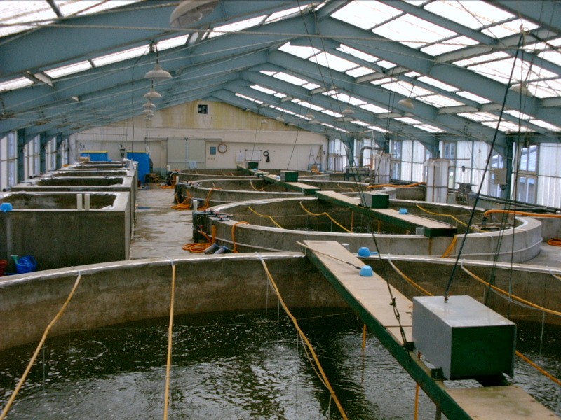 Establishment of fish and shrimp feed factories