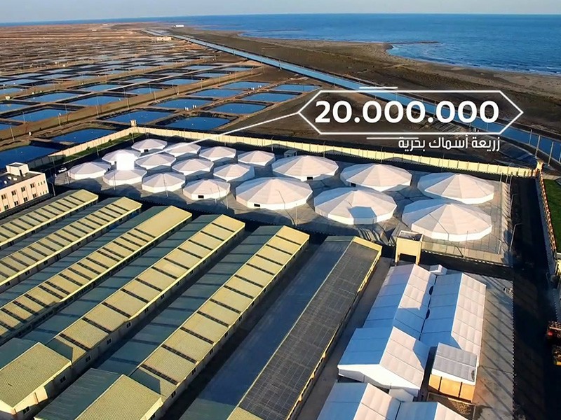 Establishment of factories for marine cages