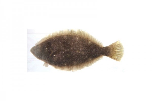 flounder fish