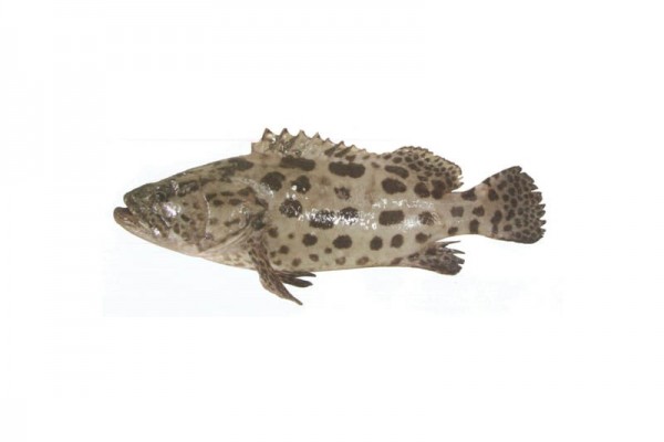 Potato grouper