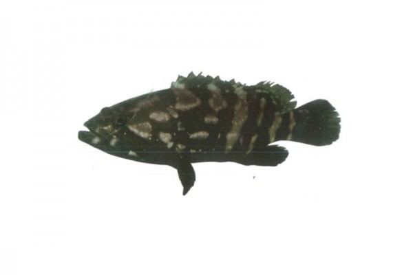 Dark Striped Dragon Grouper