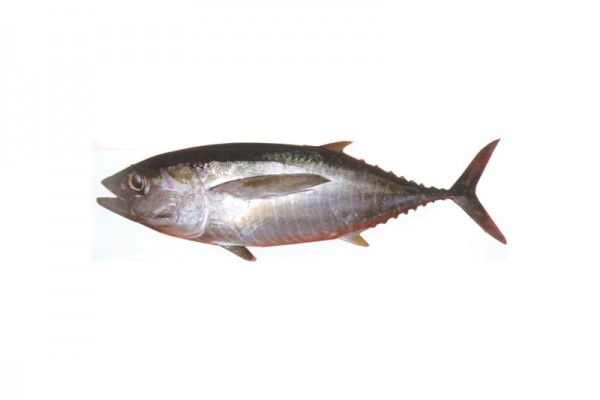 yellow fin tuna